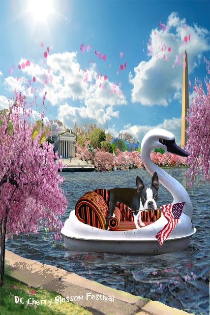 Cherry Blossom