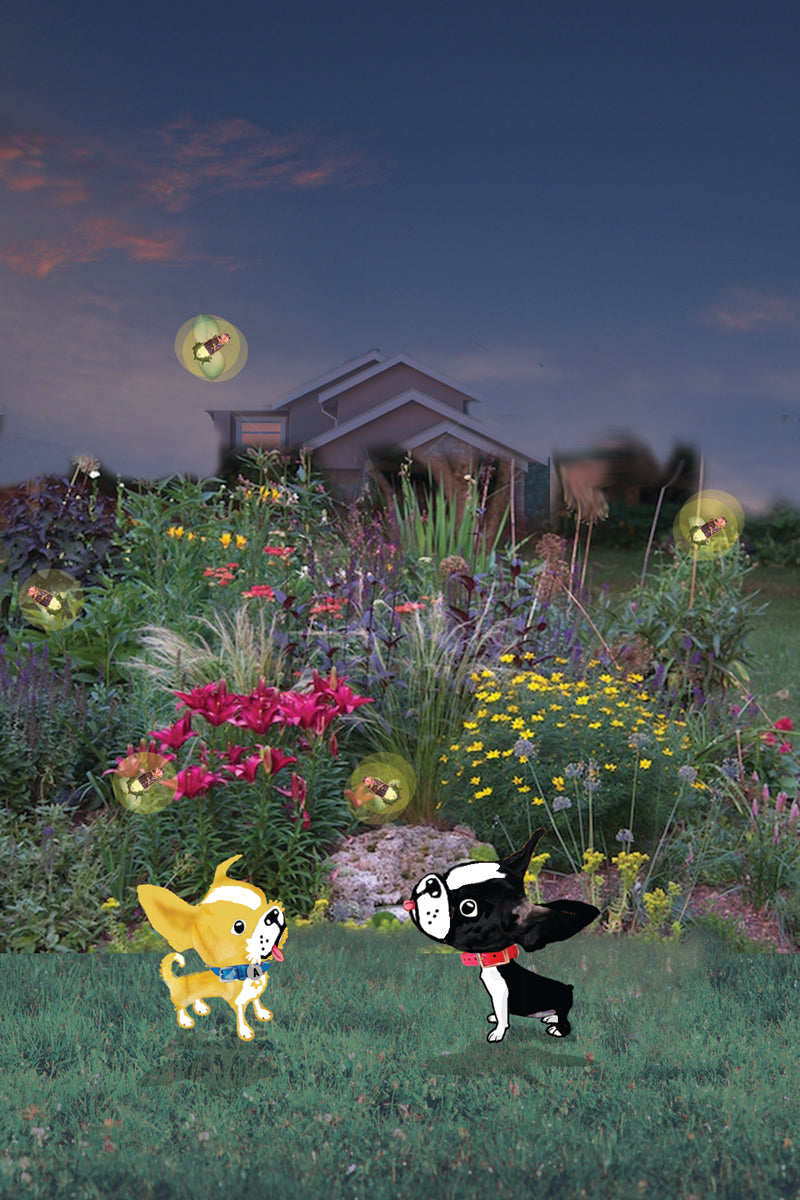 Firefly summer