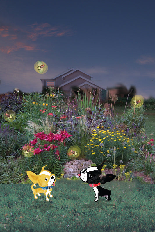 Firefly summer