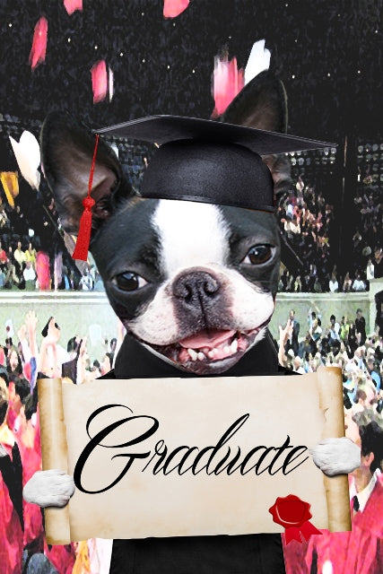 The Graduate